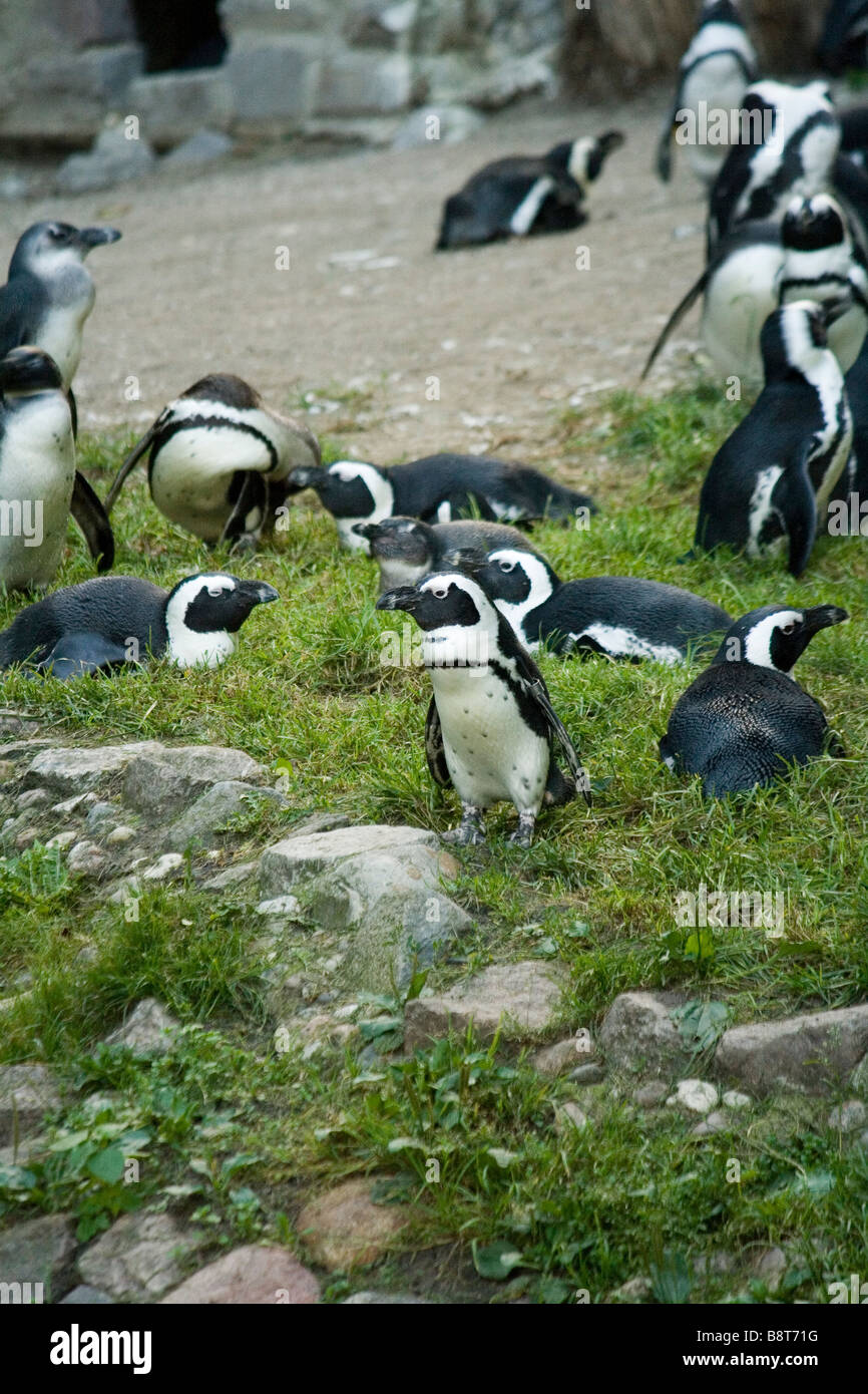 Black footed Pinguin, es lebt in der östlichen Küste von Afrika, Namibia. Stockfoto