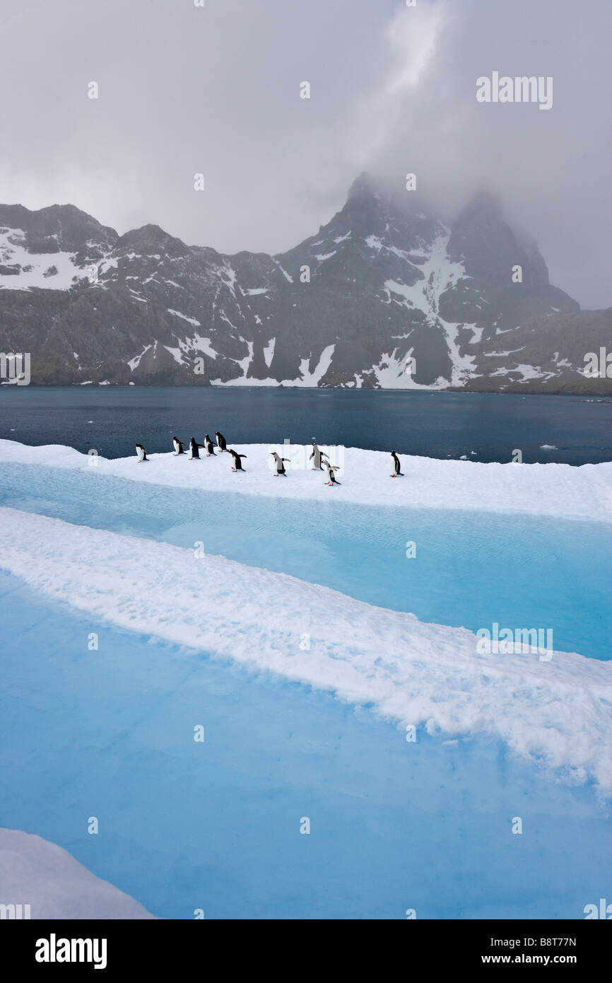 South Georgia Island, UK - Eisbergs Gentoo Penguins Stockfoto