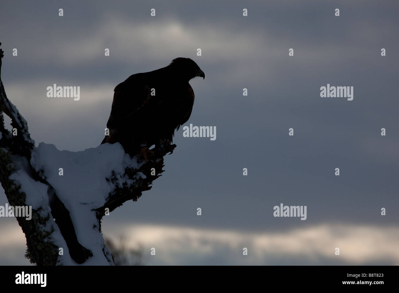 Silhouette eines Steinadler (Aquila Chrysaetos) auf A Snowy Zweiges Stockfoto