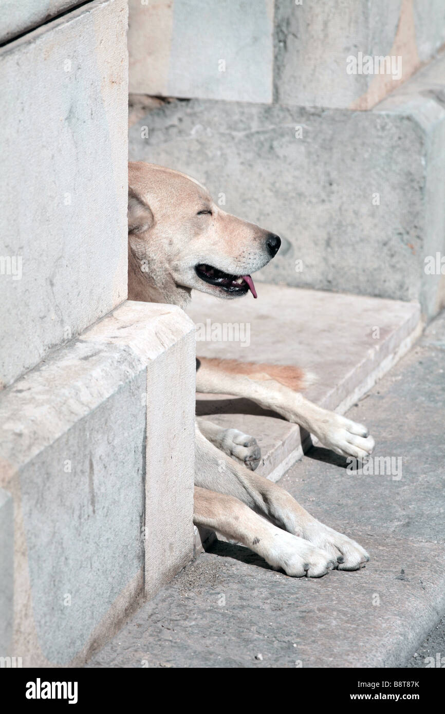 Ein Hund in einem Hauseingang in der westlichen sizilianische Trapani. Stockfoto