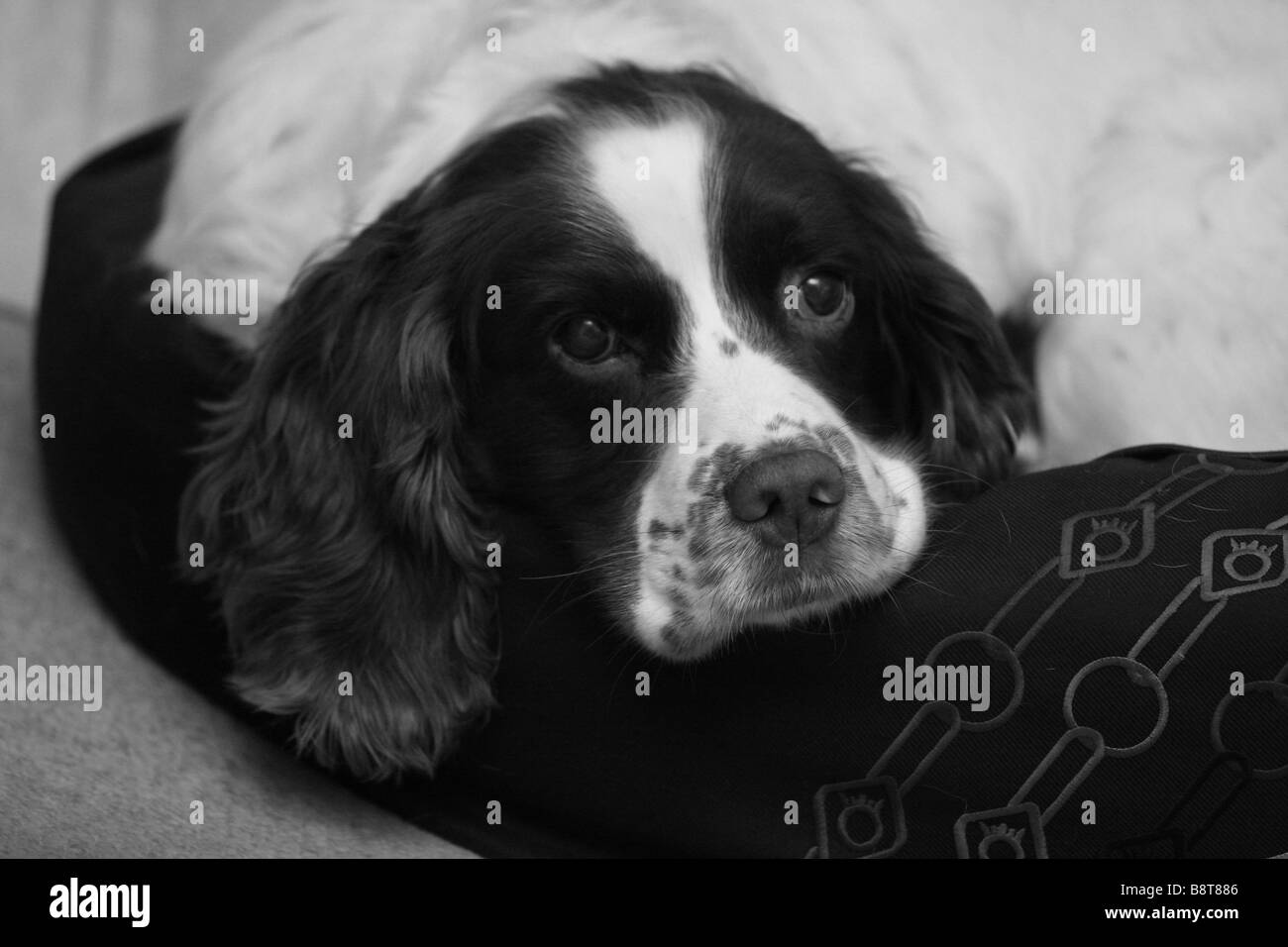 Englisch Springer Spaniel, braun und Leber, braun und weiß, Hund, Gun Dog, energisch, aktiv, hart, Feldarbeit, wachsam eifrig, gut aussehend, Haustier Stockfoto