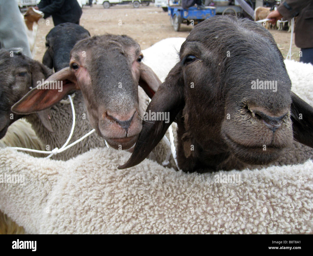 Schafe warten auf Verkauf auf dem Sonntagsmarkt von Kashgar, Kashgar, China Stockfoto