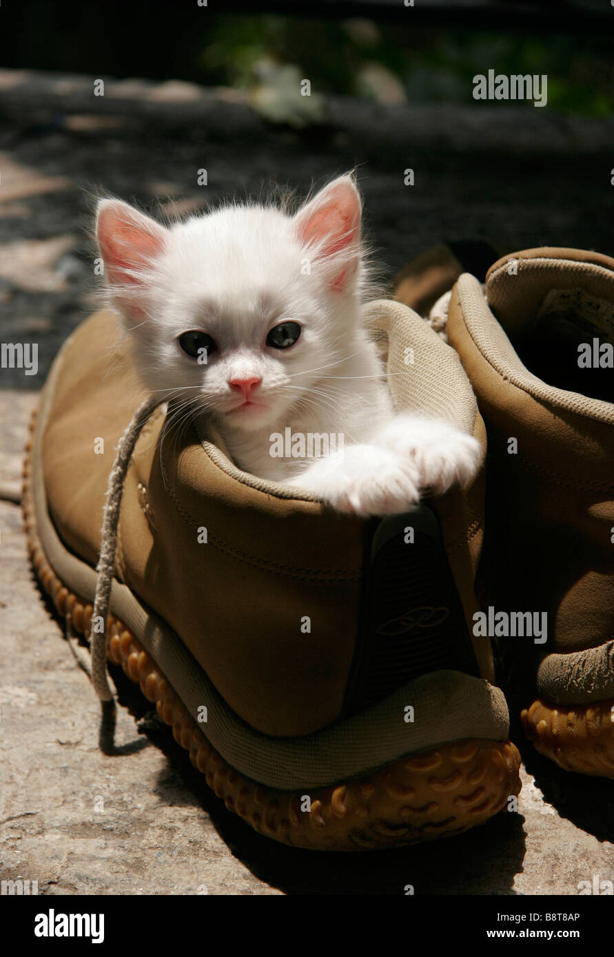weiße Kätzchen in Schuh Stockfoto