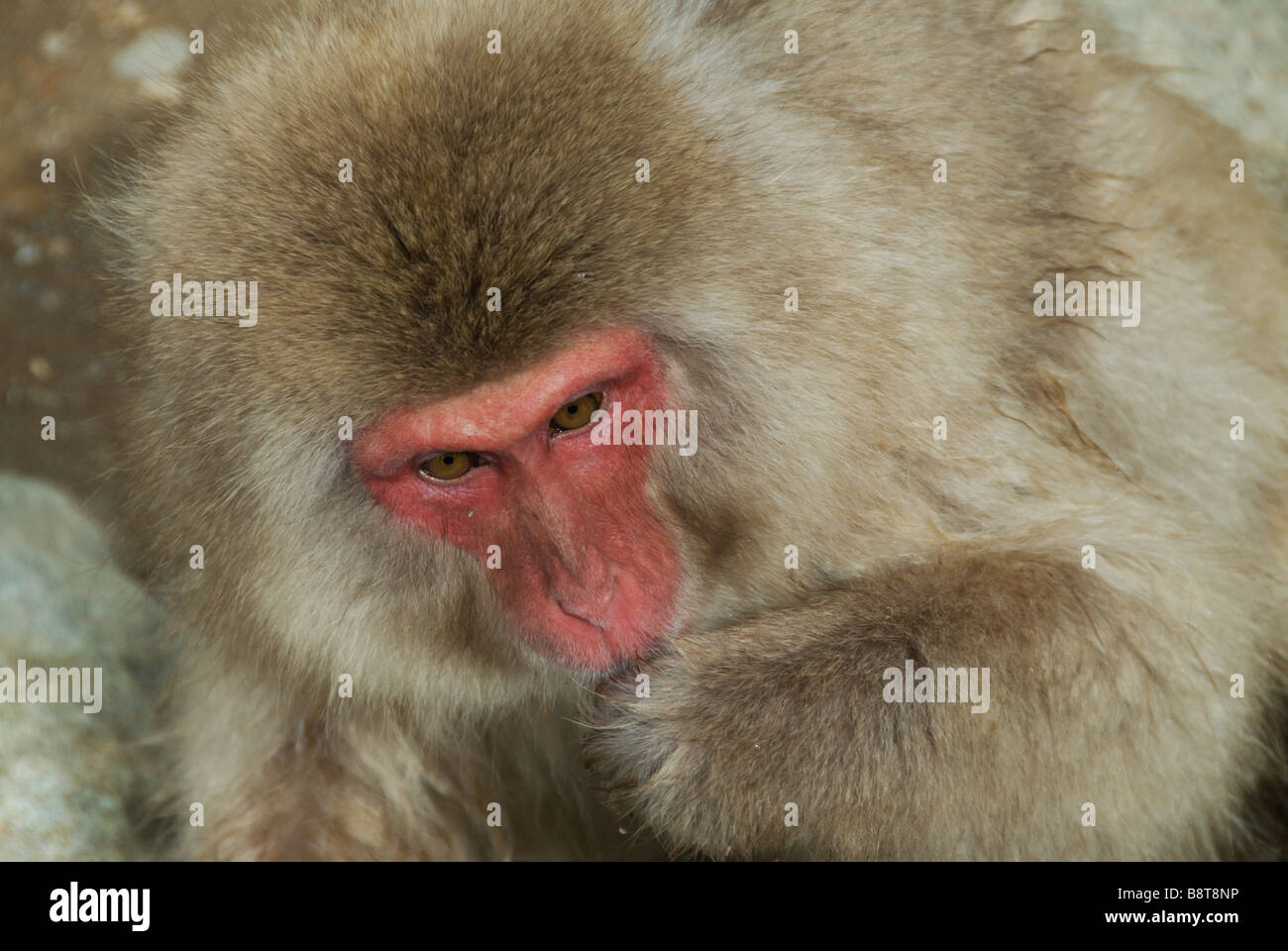 Des Gesichts und des oberen Körper eines japanischen Makaken (Macaca Fuscata) oder Snow Monkey, Jigokudani, Präfektur Nagano Stockfoto