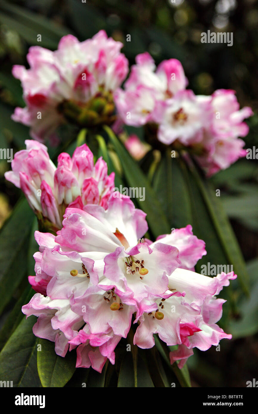 RHODODENDRON CALOPHYTUM AGM Stockfoto
