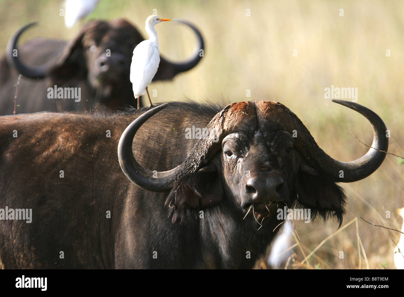 Afrikanischer Büffel, Meru Nationalpark, Kenia Stockfoto