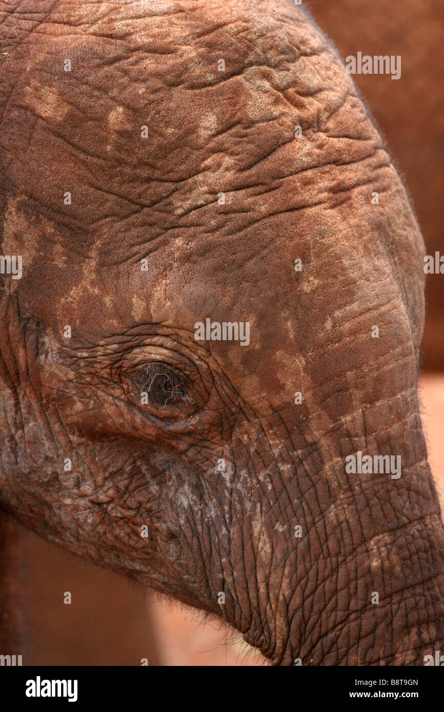 Afrikanische Elephante, Cub in Nairobi Elefant Recovery Center Stockfoto