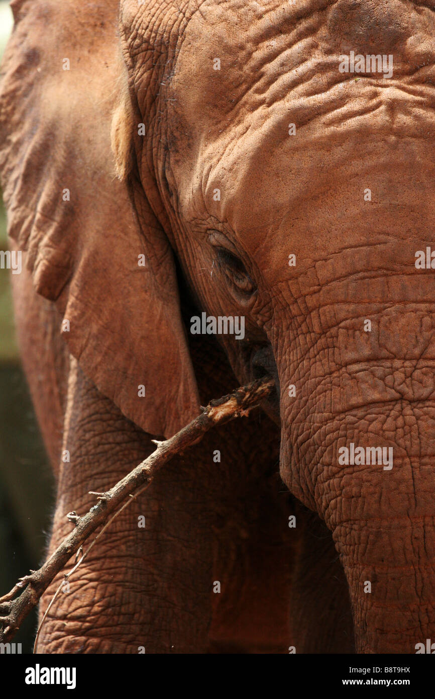 Afrikanische Elephante, Cub in Nairobi Elefant Recovery Center Stockfoto