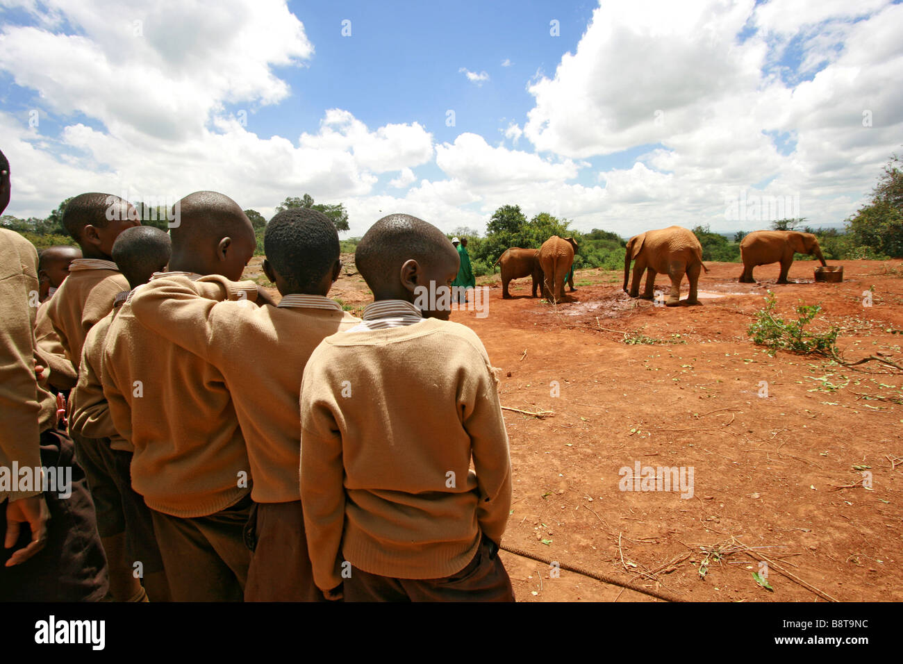 Elefanten, fotografiert im David Sheldrick Wildlife Trust Nairobi Babys Stockfoto