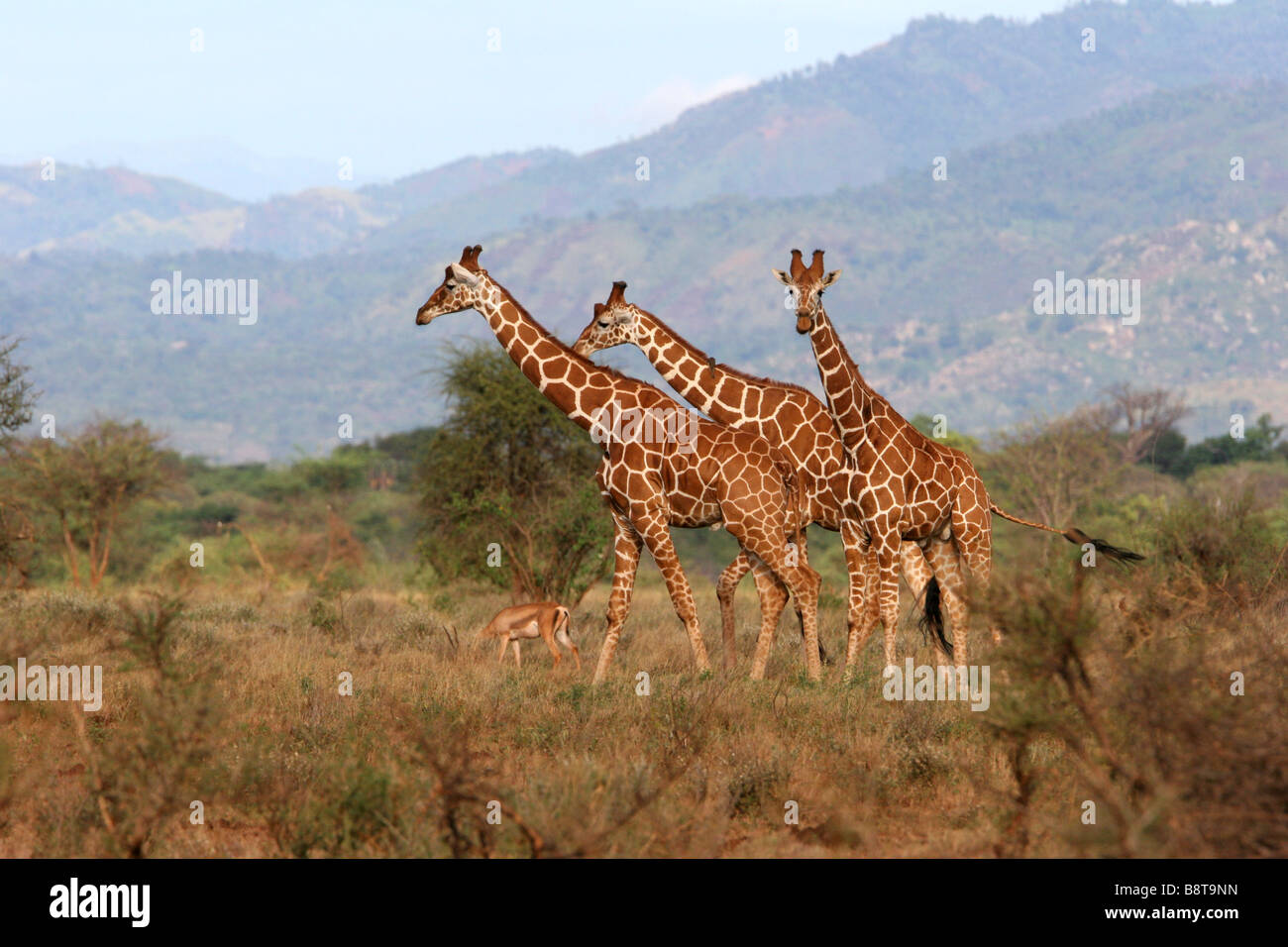 Giraffen, Giraffa Plancius, Meru Nationalpark Stockfoto