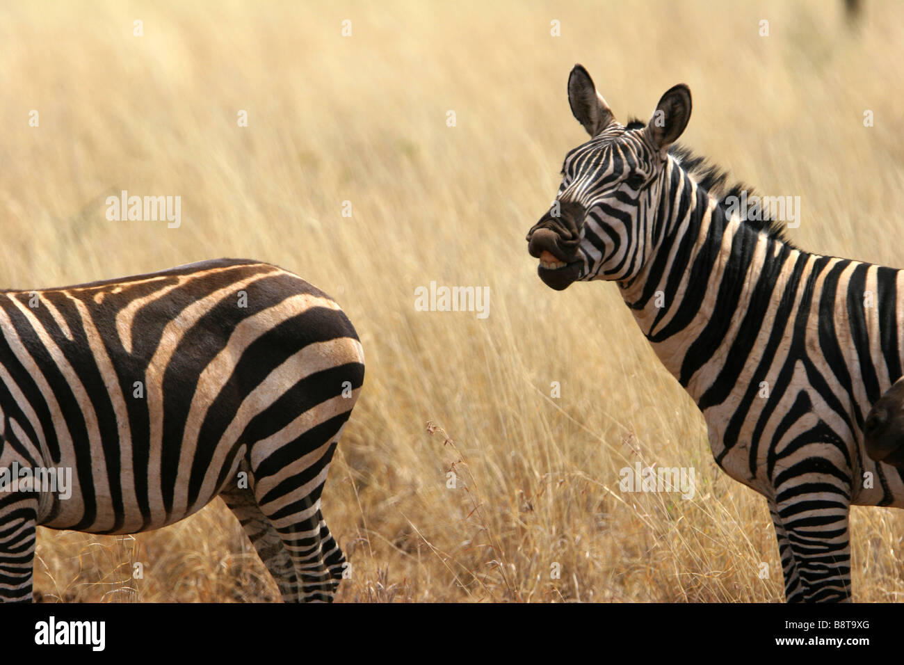 Gruppe der Zebras in der Savanne Stockfoto