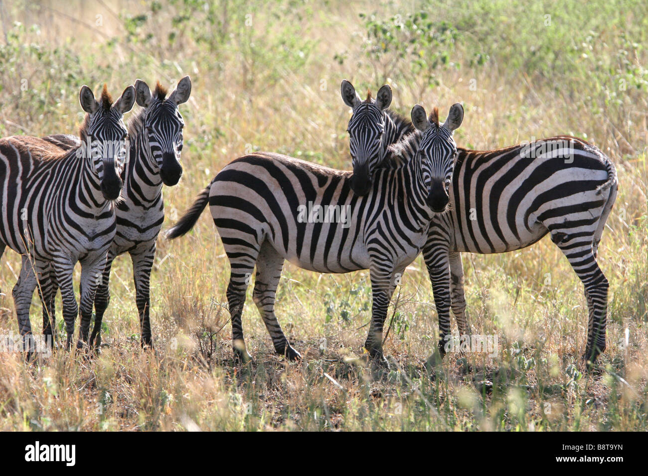 Gruppe der Zebras in der Savanne Stockfoto