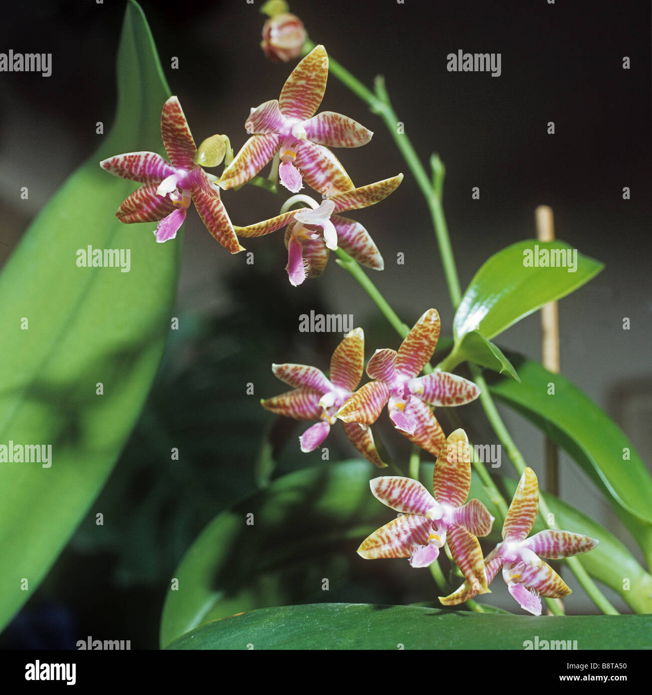 Orchideen - Blüten Stockfoto