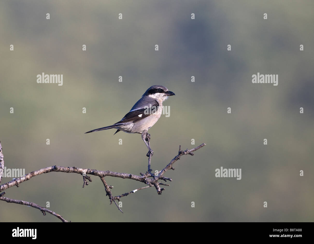 Südlichen Grey Shrike gehockt Ronda Spanien Andalusien Stockfoto