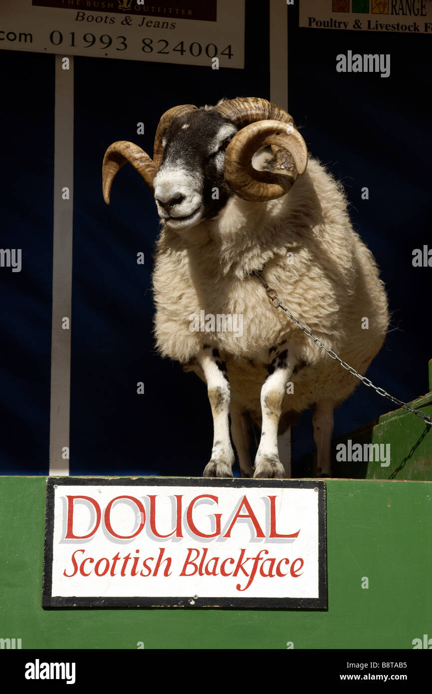 Dougal eine Scottish Blackface Schafe auf dem Display in Masham Schafe Fair North Yorkshire England UK (c) Marc Jackson Photography Stockfoto