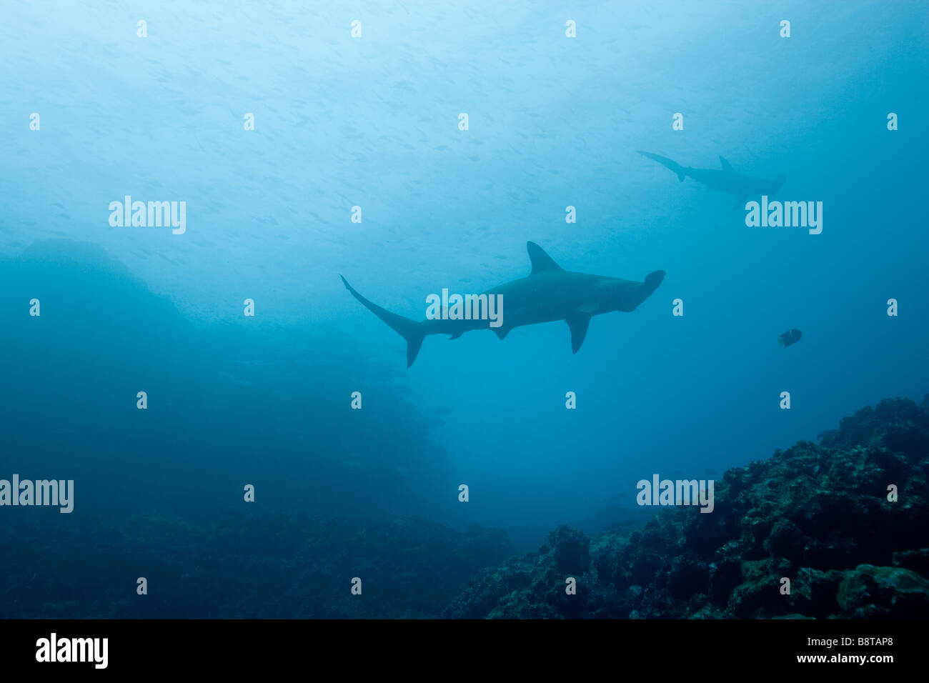 Ecuador Galapagos-Inseln Darwin Insel Unterwasser-Blick von Hammerhead Sharks Sphyrna lewinii Stockfoto