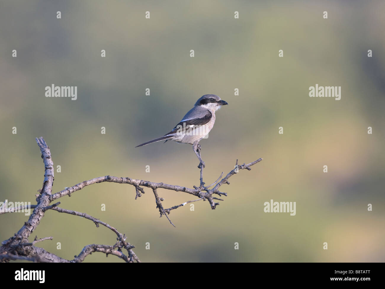 Südlichen graues Shrike Ronda Spanien Stockfoto