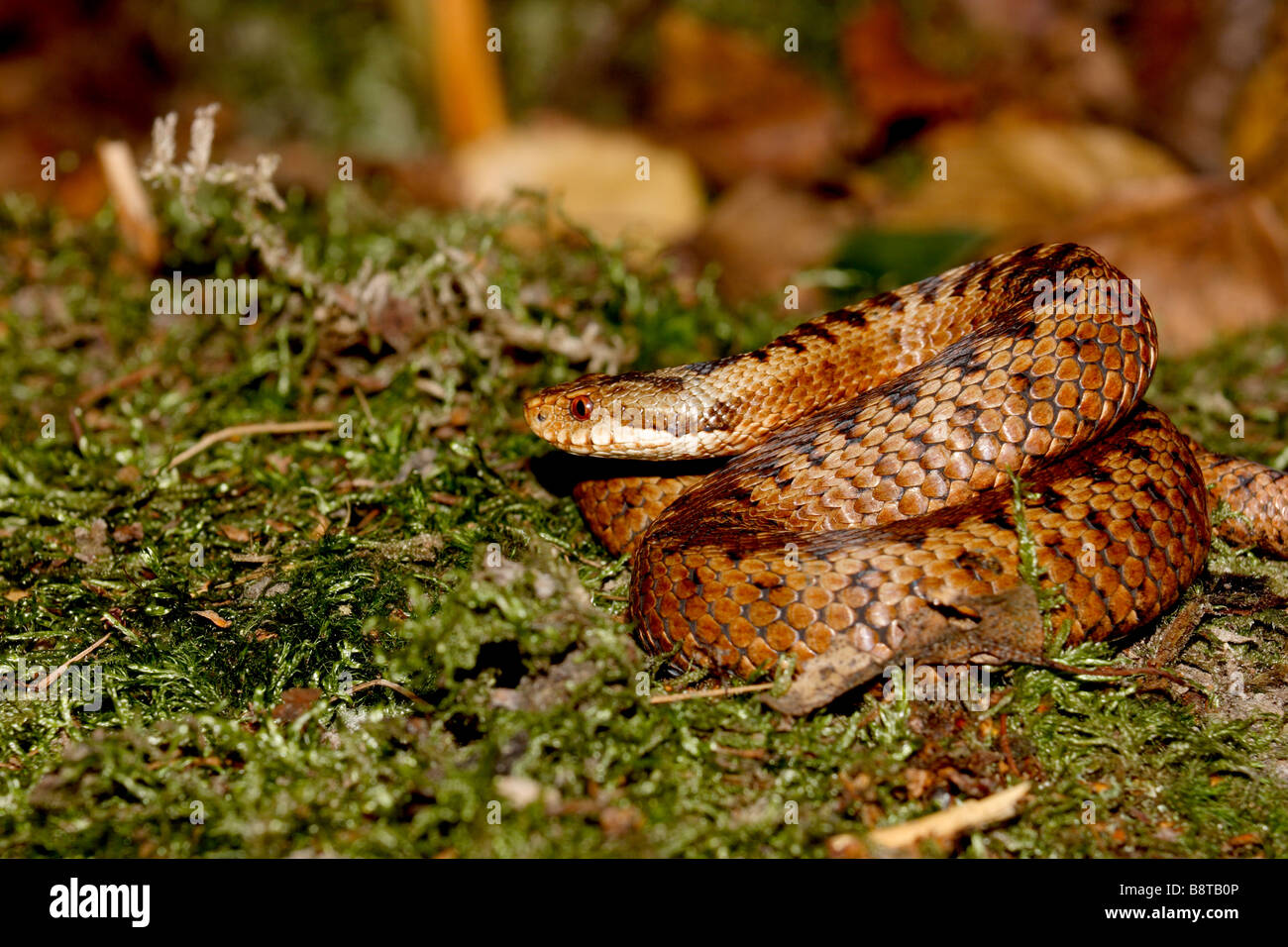 Kreuzotter in Heide (Wild) Stockfoto