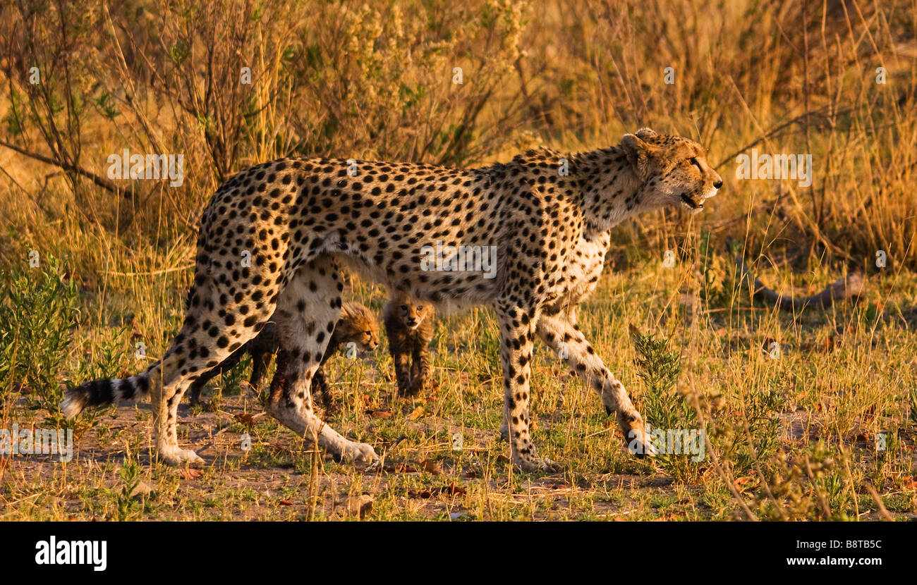 Weibliche Geparden und jungen Botswana Afrika Stockfoto
