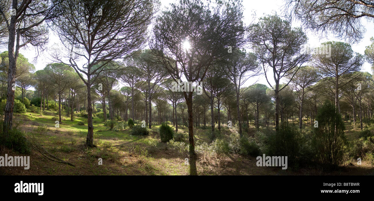 Kiefernwälder in Los Canos de Meca, in der Nähe von Kap Trafalgar, Andalusien, Spanien Stockfoto