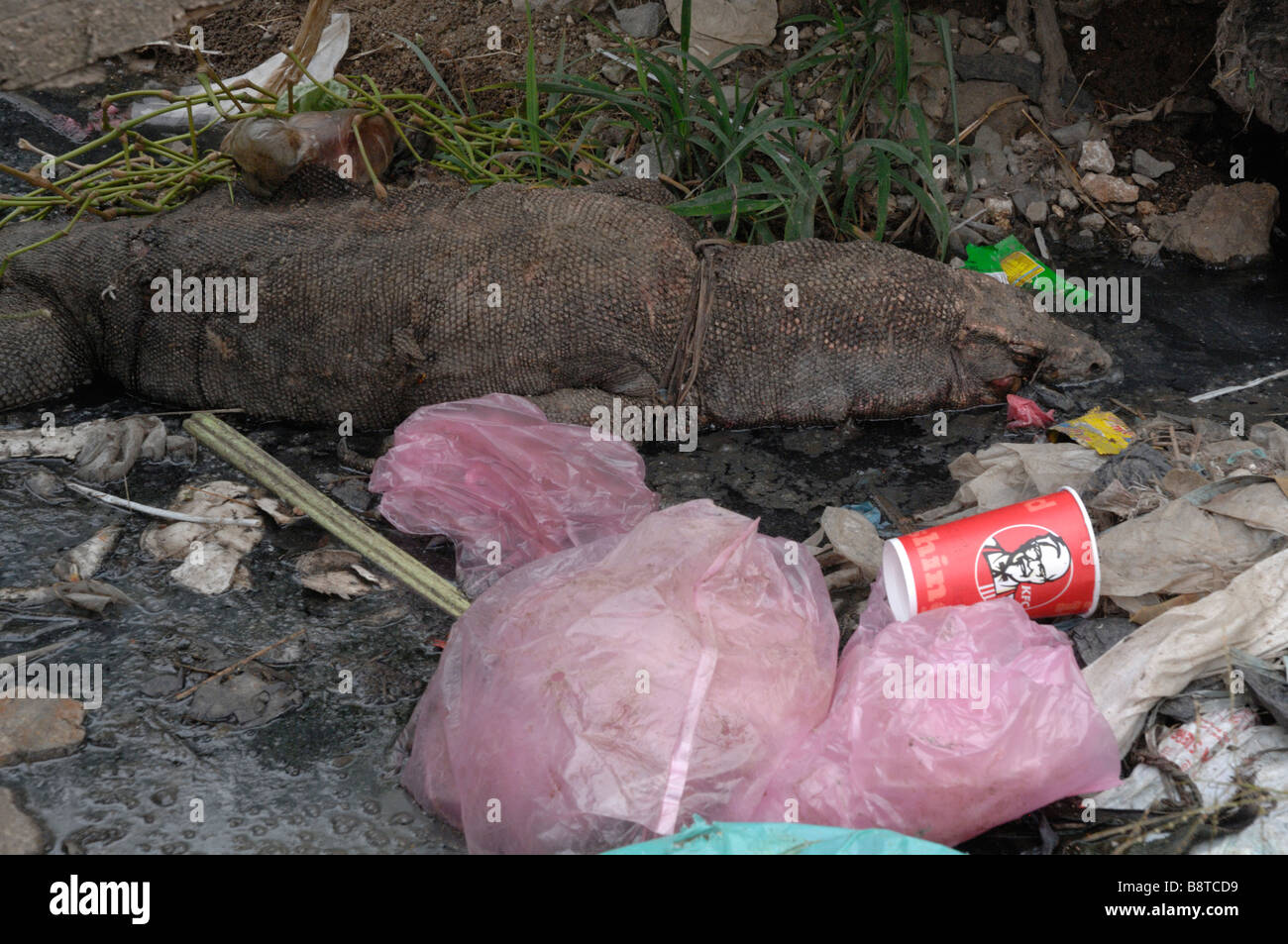 Toten malaiische Wasser Monitor Lizard Varanus Salvator in Abwasser Outfall liegen unter Wurf Semporna Sabah Malaysia Borneo Süden eas Stockfoto