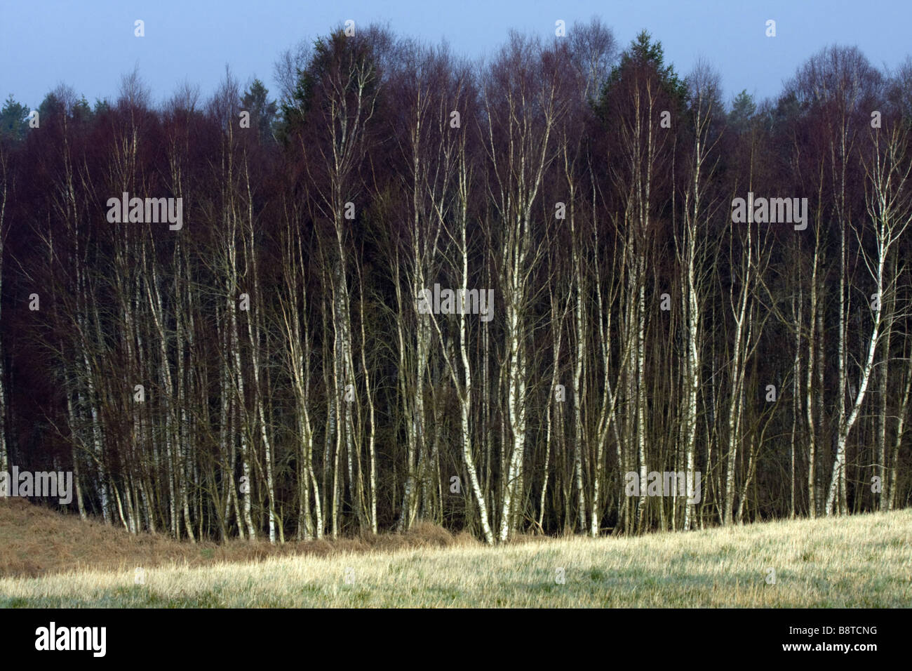 gemeinsamen Birke, Birke, Europäische weiße Birke, weiß-Birke (Betula Pendel, Betula Alba), Birken im Frühjahr, Schweden Stockfoto