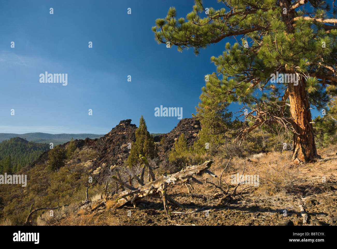 Lavastrom am Big Nasty Trail in der Nähe von Mammoth Crater Vulkan Lava Betten Nationaldenkmal Kalifornien USA Stockfoto