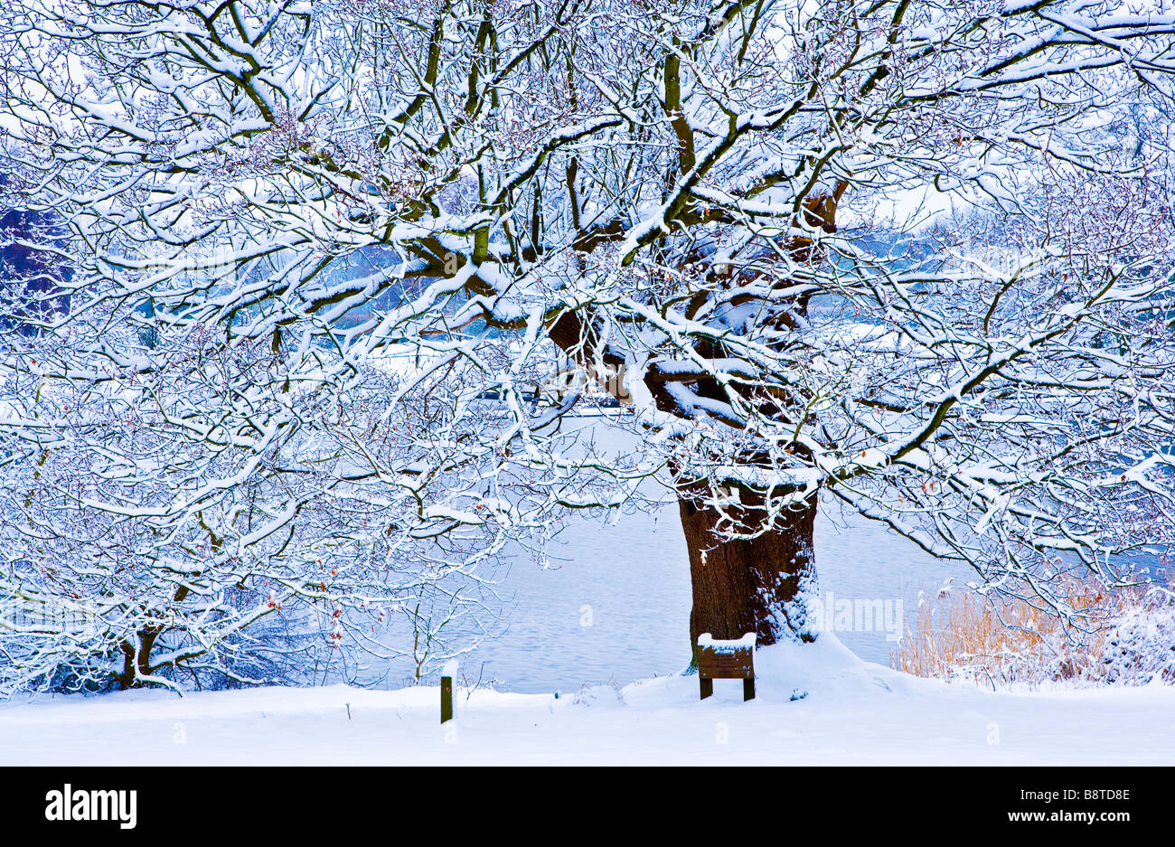 Ein Schnee bedeckten Baum am See bei Coate Wasser Land Park Swindon Wiltshire England UK Stockfoto