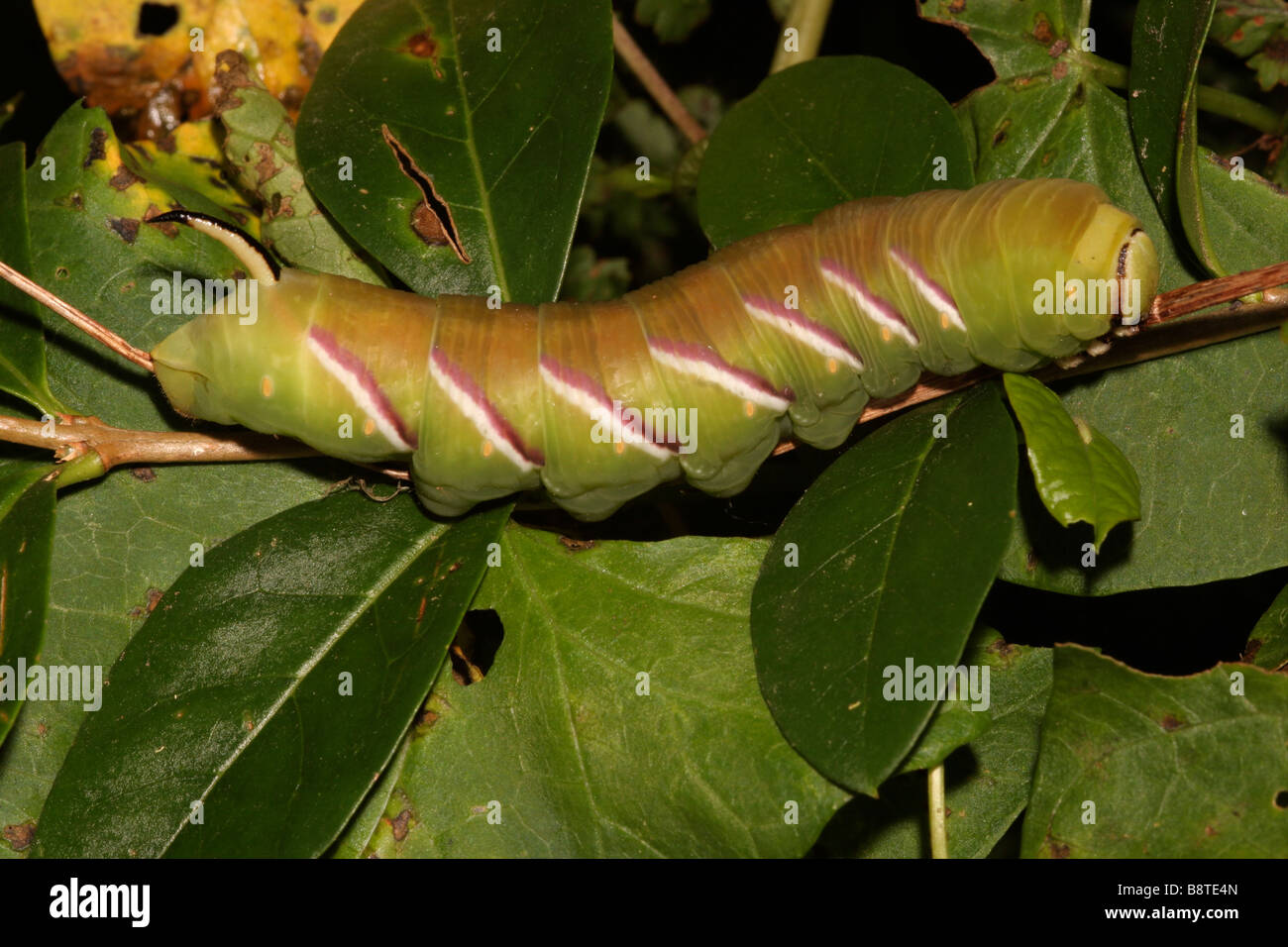 Liguster raupe -Fotos und -Bildmaterial in hoher Auflsung  Alamy