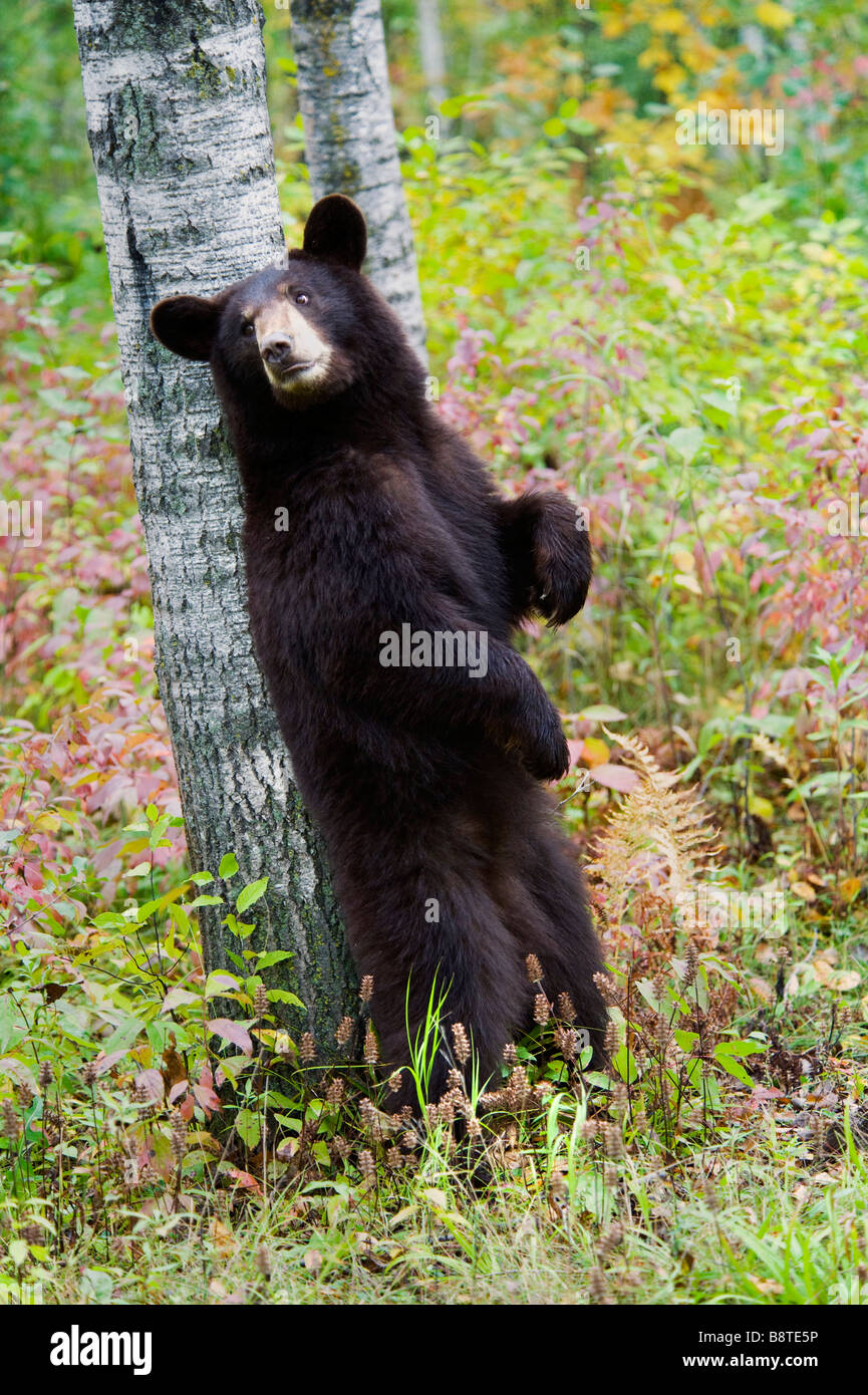 Schwarzer Bär im Herbst, Minnesota Stockfoto