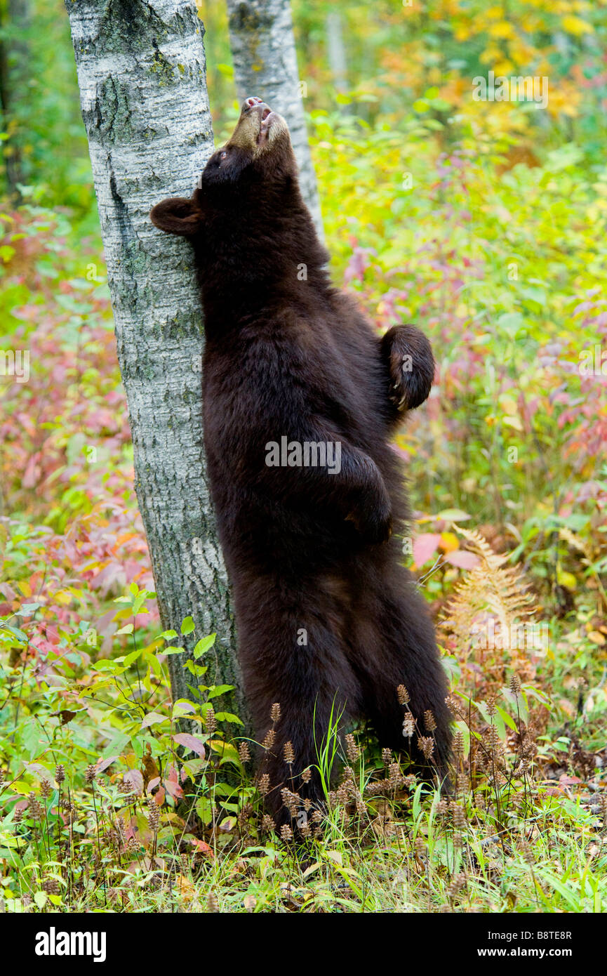 Schwarzer Bär im Herbst, Minnesota Stockfoto
