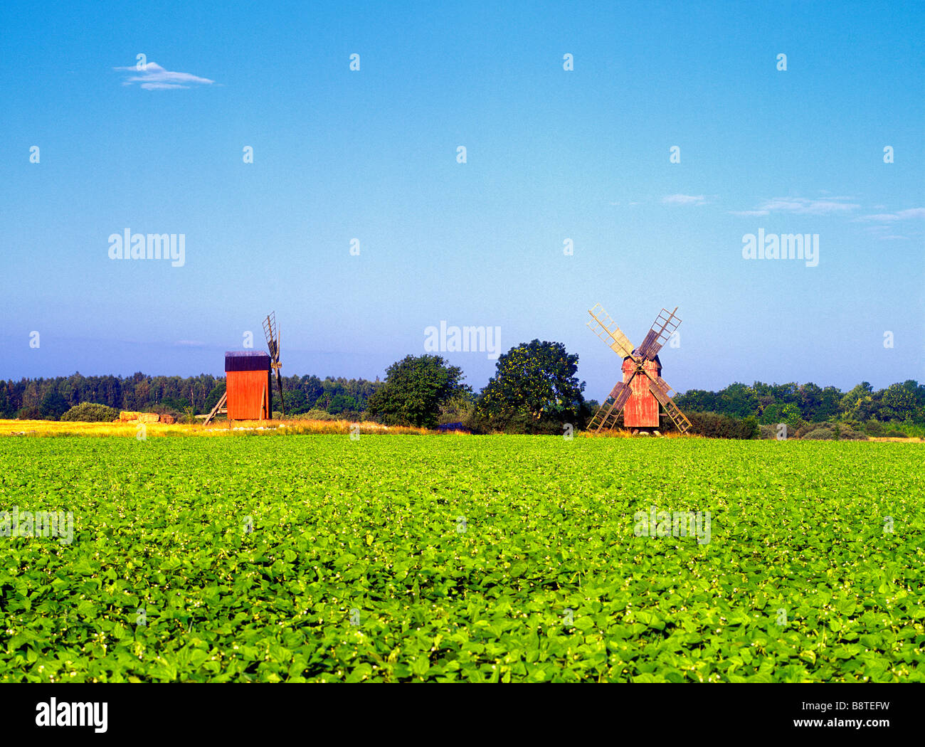 SCHWEDEN ÖLAND INSEL LANDSCHAFT MIT WINDMÜHLEN Stockfoto