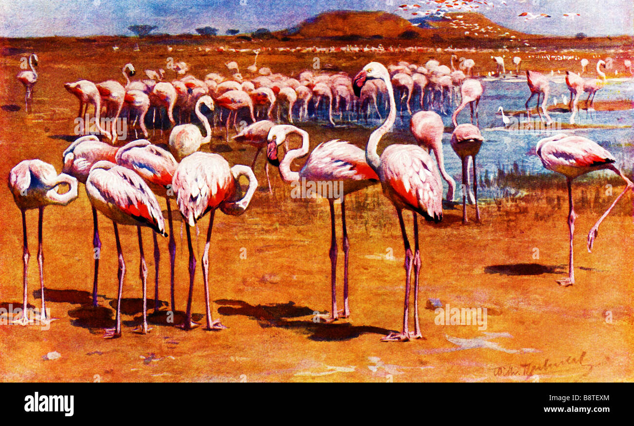 große Menge an afrikanischen flamingos Stockfoto