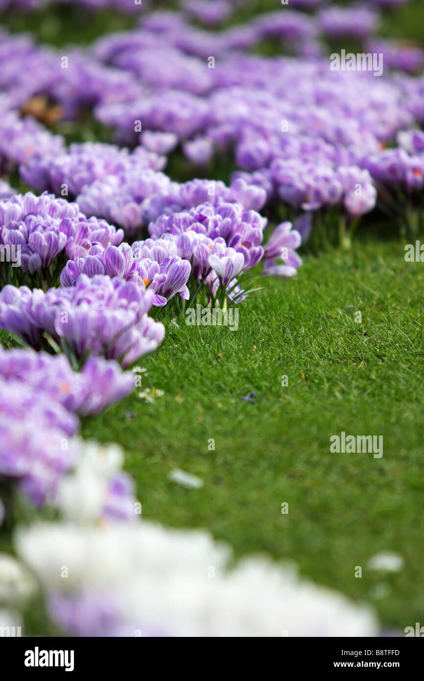 Lila Krokus im St. James Park in London im Frühjahr Stockfoto