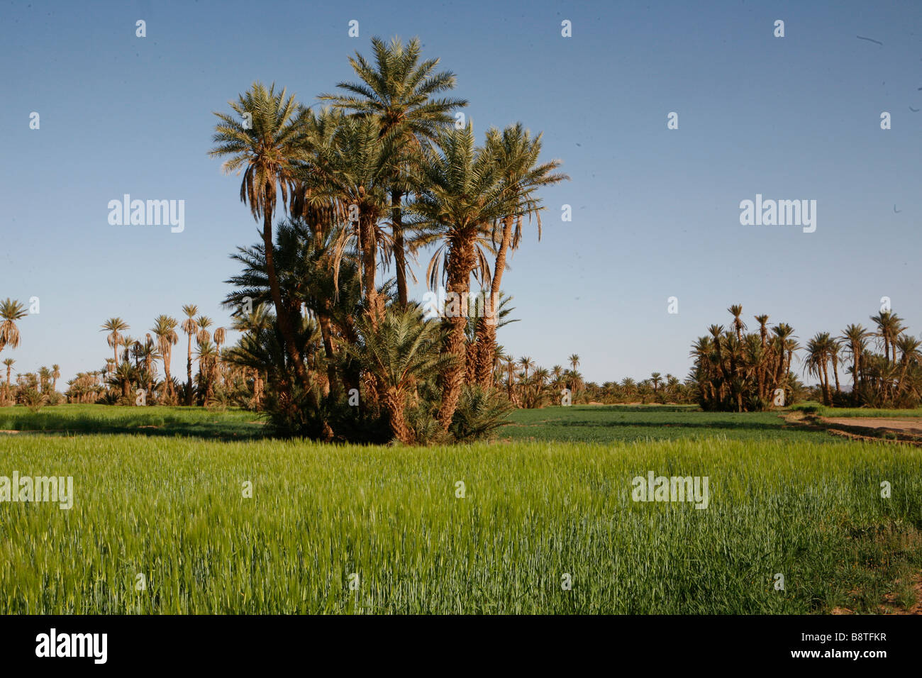 Landwirtschaft und Datum Bäume in der Oase von Mhamid (Marokko). Stockfoto