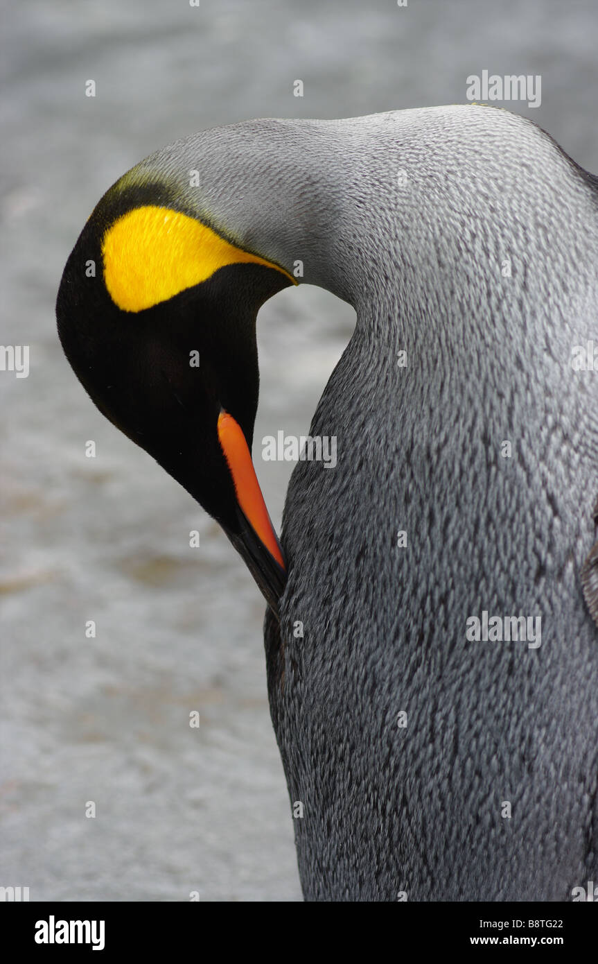 Königspinguin Stockfoto