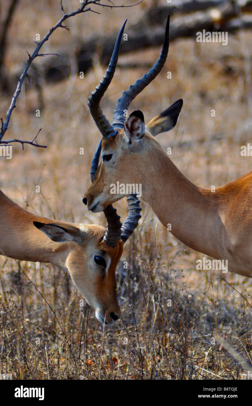 Impala Kruger Nationalpark in Südafrika Stockfoto