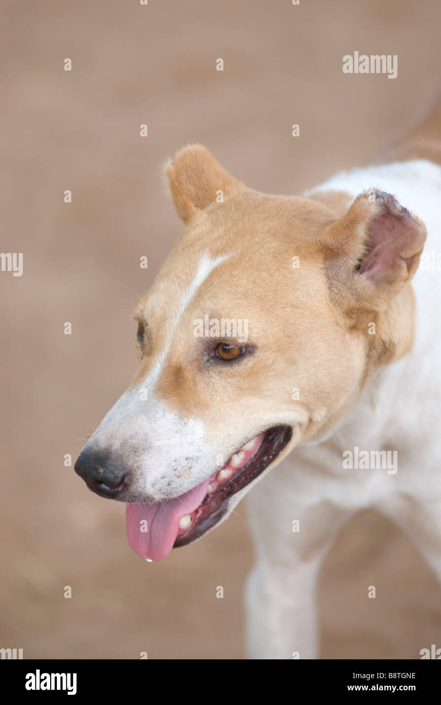 Porträt eines verletzten Hund mit geschlagen Ohren in den Straßen von toubacouta Senegal Westafrika Stockfoto