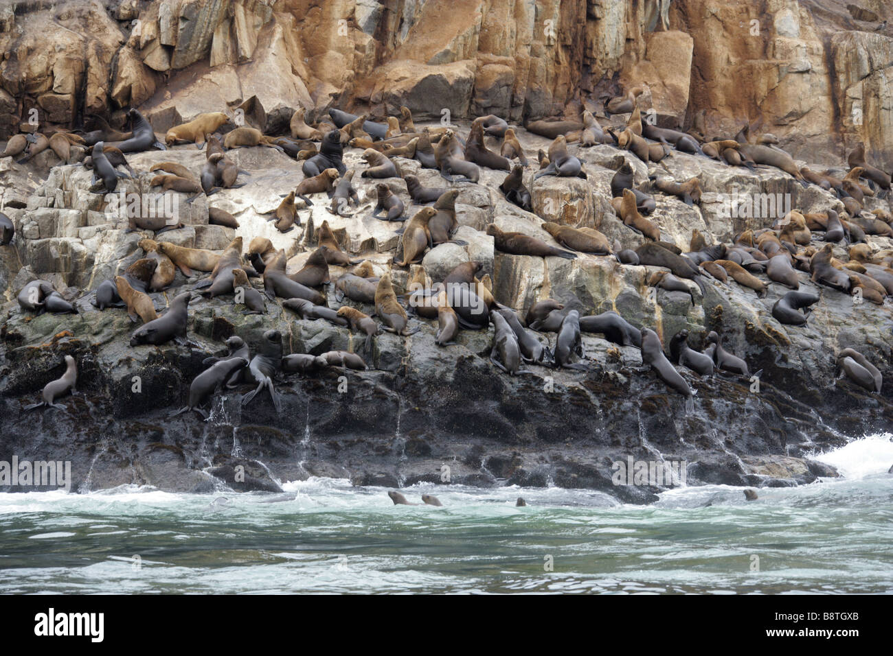 Südamerikanischen Seelöwen, Otaria Flavescens, Palomino-Inseln, Inseln Callao, Lima, Peru, Südamerika Stockfoto