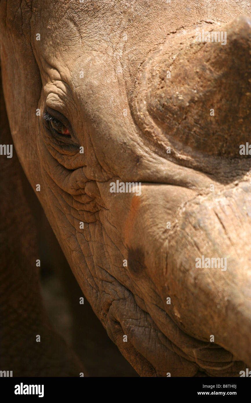 Black Rhino in der David Sheldrick Wildlife Trust Nairobi fotografiert Stockfoto