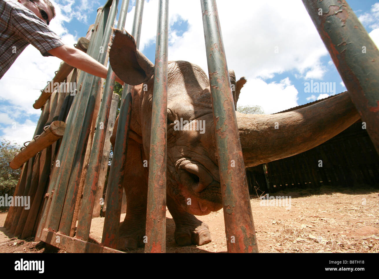 Black Rhino in der David Sheldrick Wildlife Trust Nairobi fotografiert Stockfoto