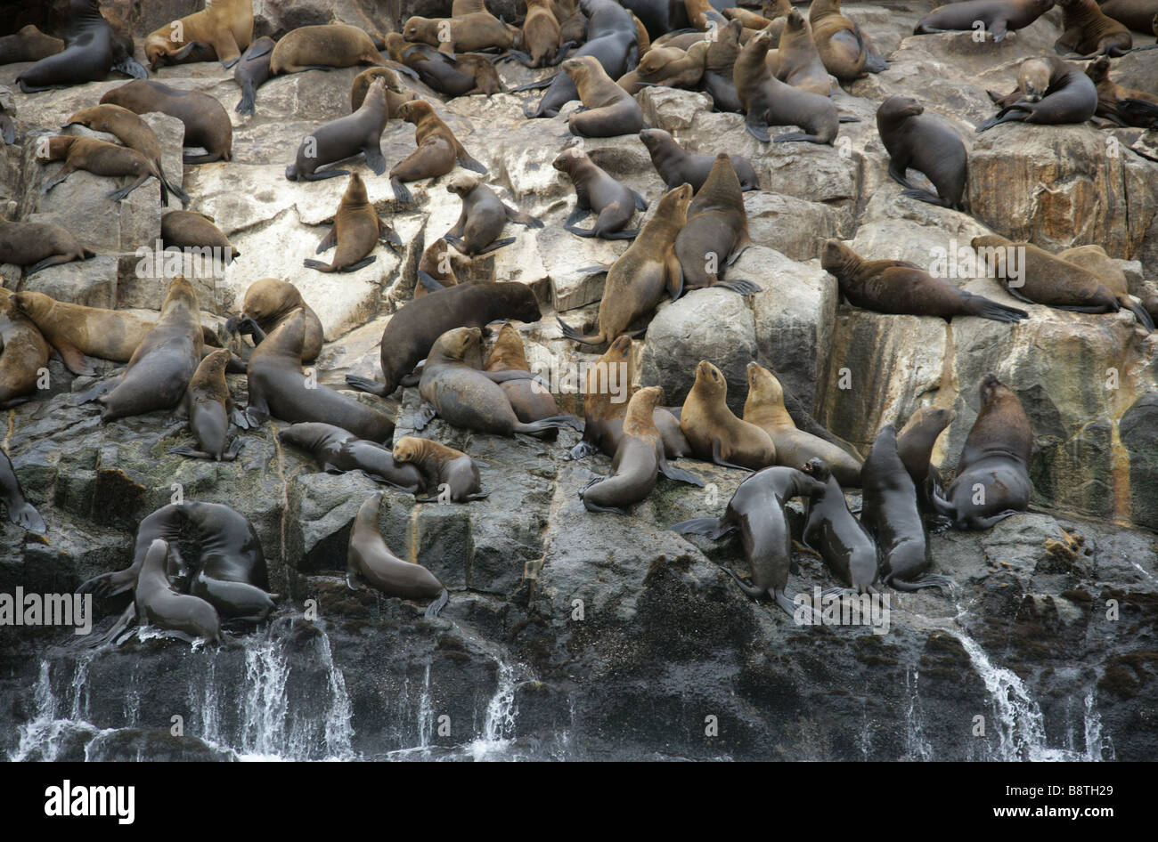Südamerikanischen Seelöwen-Kolonie, Otaria Flavescens, Palomino-Inseln, Inseln Callao, Lima, Peru, Südamerika Stockfoto