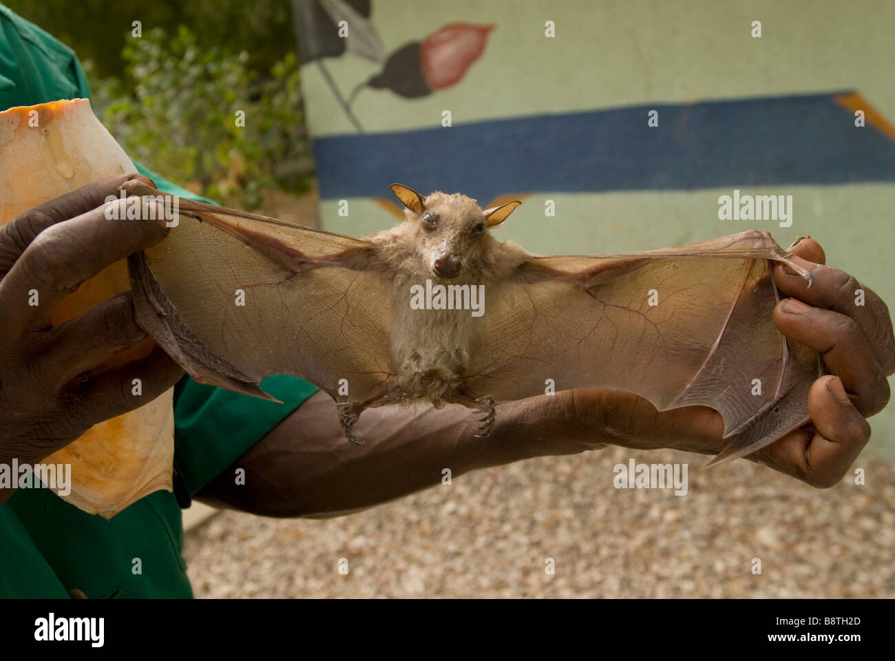 Fledermaus gerettet von Dürre Toubacouta Senegal Stockfoto