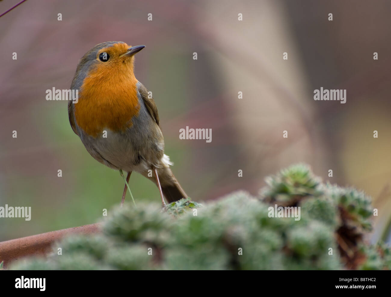 Rotkehlchen auf Blumentopf Stockfoto