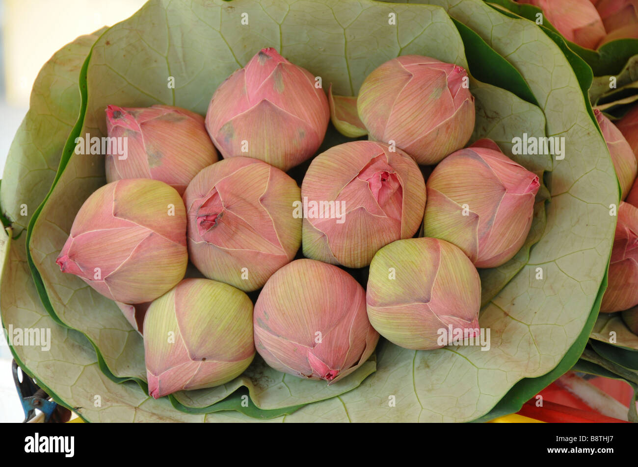 Lotus-Blüten für den Verkauf an Gläubigen im Tempel Sri Krishnan, Waterloo Street, Singapur. Stockfoto