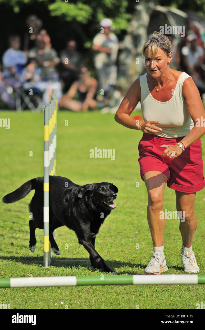 Ein ausgebildeter tun Slalom in Hund Agility Studien zu tun, ist es Besitzer signalisiert den nächsten Zug Stockfoto