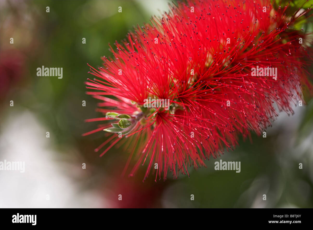 Flaschenbürste Korfu Stockfoto