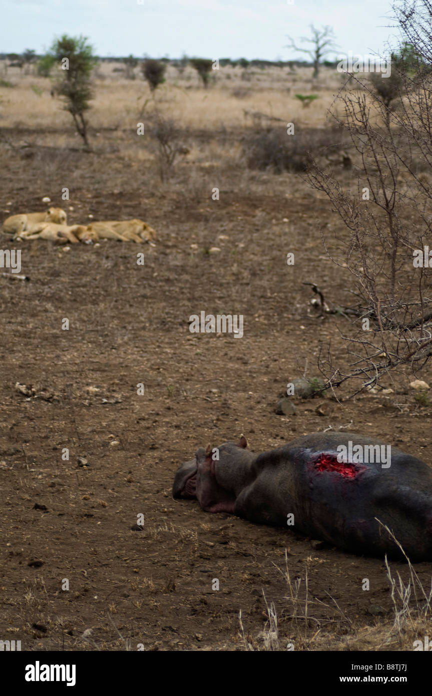 Ein Rudel Löwen ruhen nach dem Angriff ein Nilpferd Mutter und ihr Baby im Krüger Nationalpark in Südafrika Stockfoto