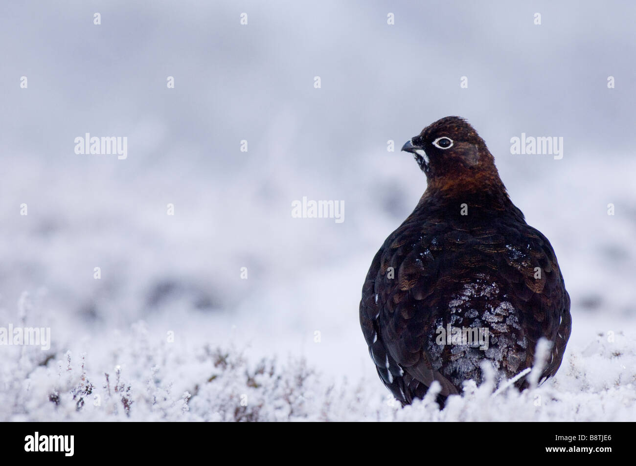 Moorschneehuhn Lagopus Lagopus Scoticus, auf dem Schnee bedeckt Heidekraut Moor in den schottischen Highlands. Stockfoto