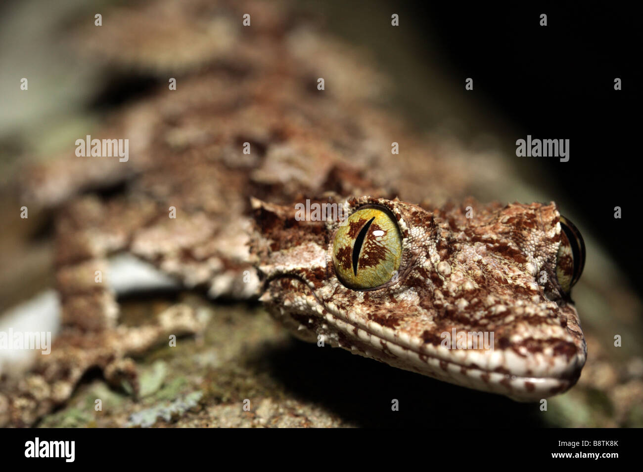 Nördlichen Blatt-tailed Gecko (Phyllurus Cornutus) Stockfoto